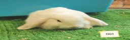 Mini Lop rabbits for sale: Blue eyed white Mini Lop babies  - Advert 3