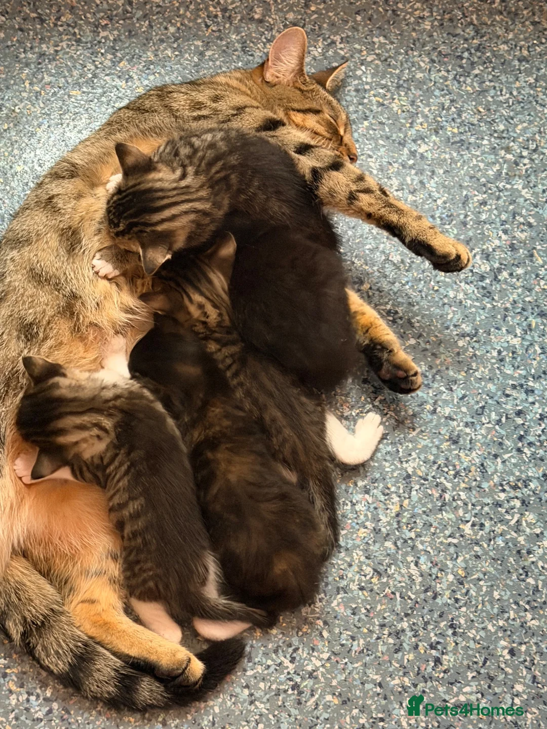 Mixed Breed cats for sale: 5 beautiful kitten ready to leave 25/7 - Advert 1