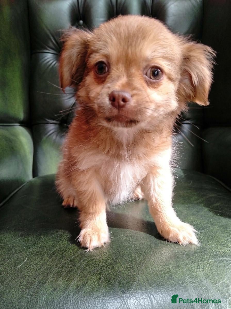 Chihuahua dogs Chihuahua Boy - Ready for loving home - Advert 7