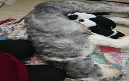 Sheepadoodle dogs for sale: Sheepadoodle puppies 1 boy left - Image 5