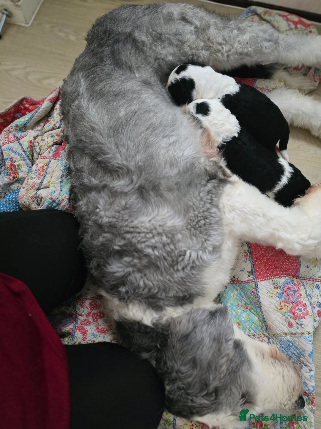 Sheepadoodle dogs for sale: Sheepadoodle puppies 1 boy left - Image 5