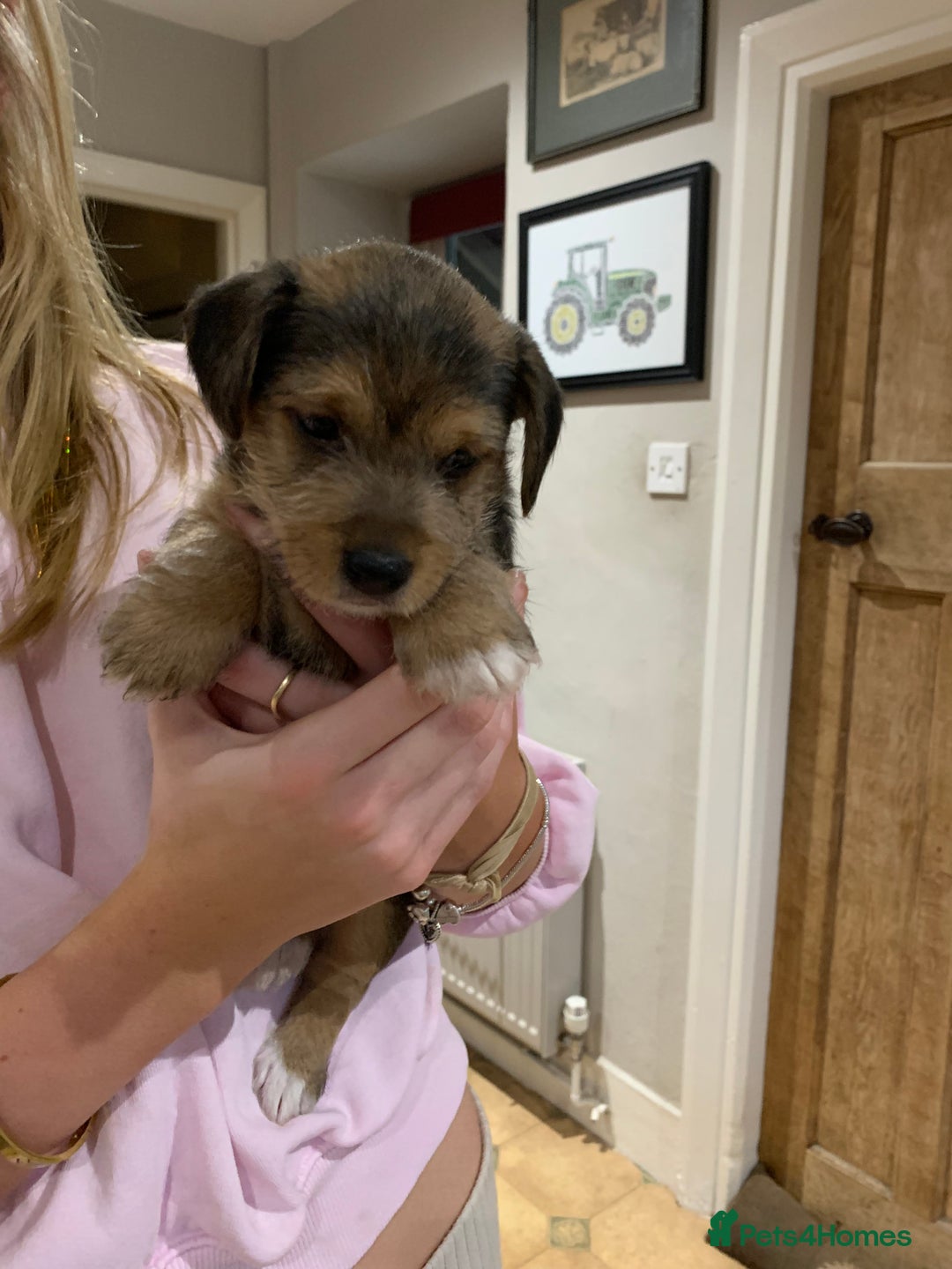 Mixed Breed dogs for sale: Jack Russell cross - Advert 1