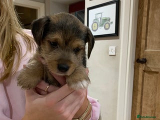 Mixed Breed dogs Jack Russell cross - Advert 1