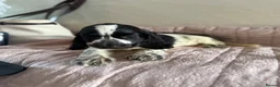 Cocker Spaniel dogs for sale: KC Ticked Show type cocker Spaniel READY NOW  - Advert 5