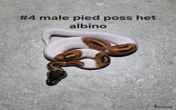 Python Snake reptiles for sale: Hatchling royal pythons  - Image 2