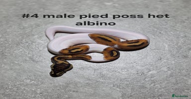 Python Snake reptiles - Advert 3