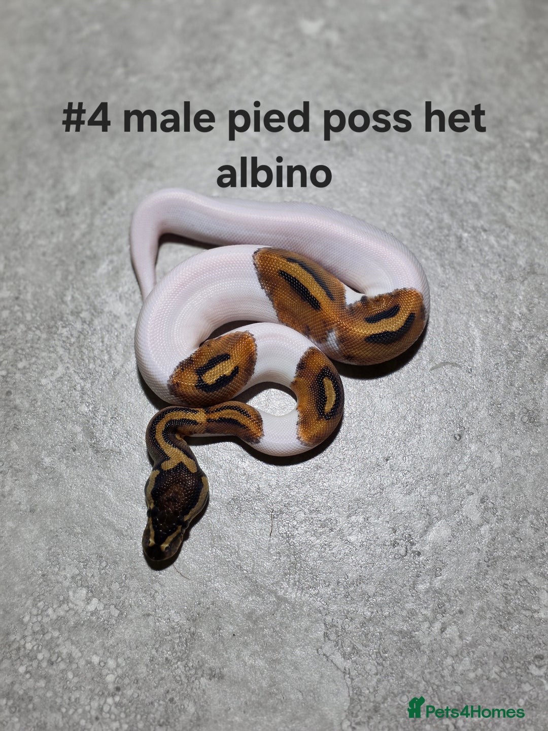 Python Snake reptiles for sale: Hatchling royal pythons  - Image 2