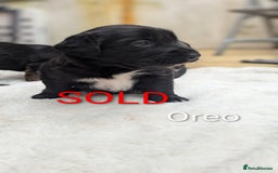 Mixed Breed dogs for sale: 4 girls available end of October  - Image 15