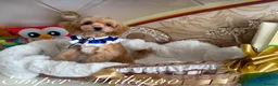 Maltipoo dogs for sale: Tiny teddy Maltipoo- from Asian teddy poodle dad - Advert 5