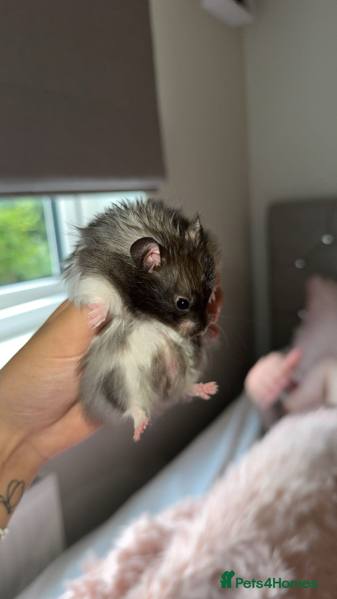 Hamster rodents for sale: Syrian Black And White Fluffy Hamster - Image 3