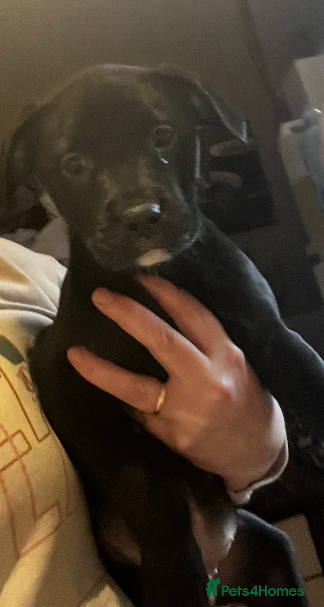 Mixed Breed dogs for sale: Bullador mixed puppies - Advert 2