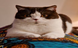 British Shorthair cats for sale: Stunning British Shorthair kittens - rare colours - Image 23