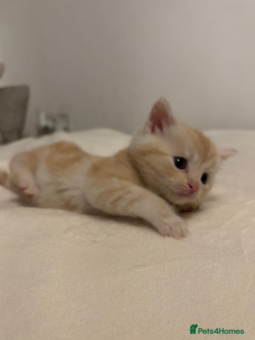 Mixed Breed cats for sale: Maine coon cross kittens  - Advert 11