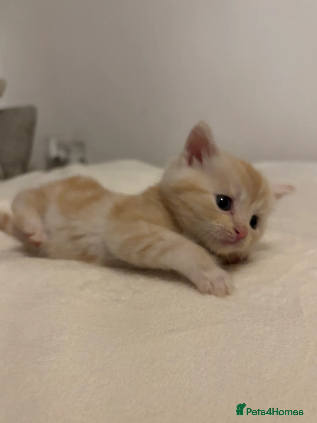 Mixed Breed cats for sale: Maine coon cross kittens ***ONLY ONE BOY LEFT!* - Advert 19