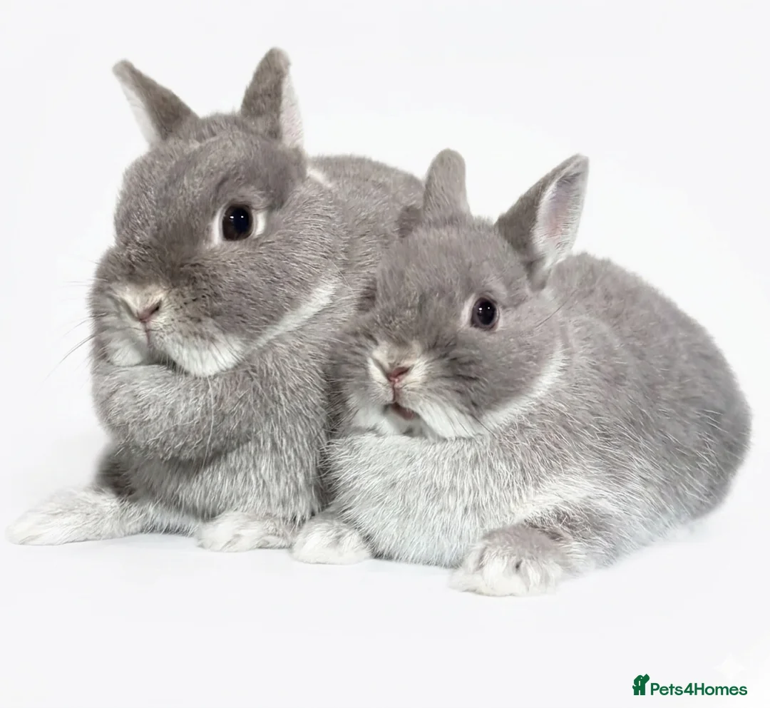 Netherland Dwarf rabbits for sale: BABY TAME PUREBRED NETHERLAND DWARF  - Advert 4