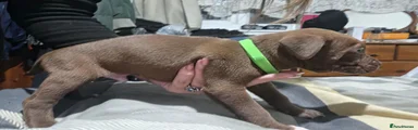 Staffordshire Bull Terrier 2