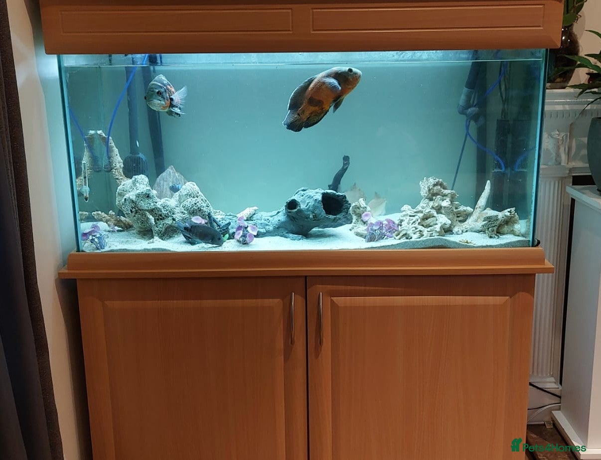Cichlids fish Complete Fish Tank Set Up For Sale - Advert 8