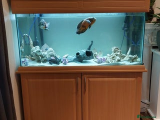 Cichlids fish for sale - Advert 1