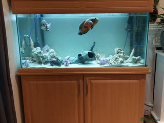 Cichlids fish Complete Fish Tank Set Up For Sale - Advert 14