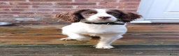English Springer Spaniel dogs for sale: English springer spaniel  - Advert 1