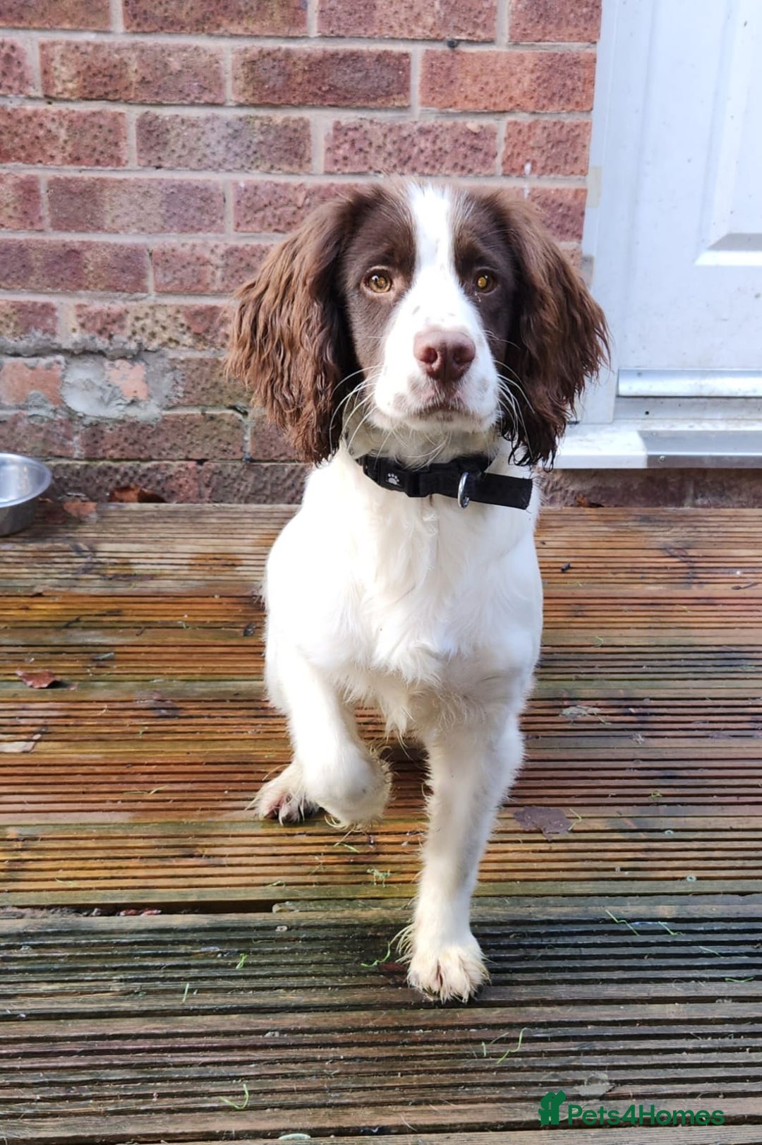 English Springer Spaniel dogs for sale: English springer spaniel  - Advert 1