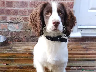 English Springer Spaniel dogs English springer spaniel - Advert 4