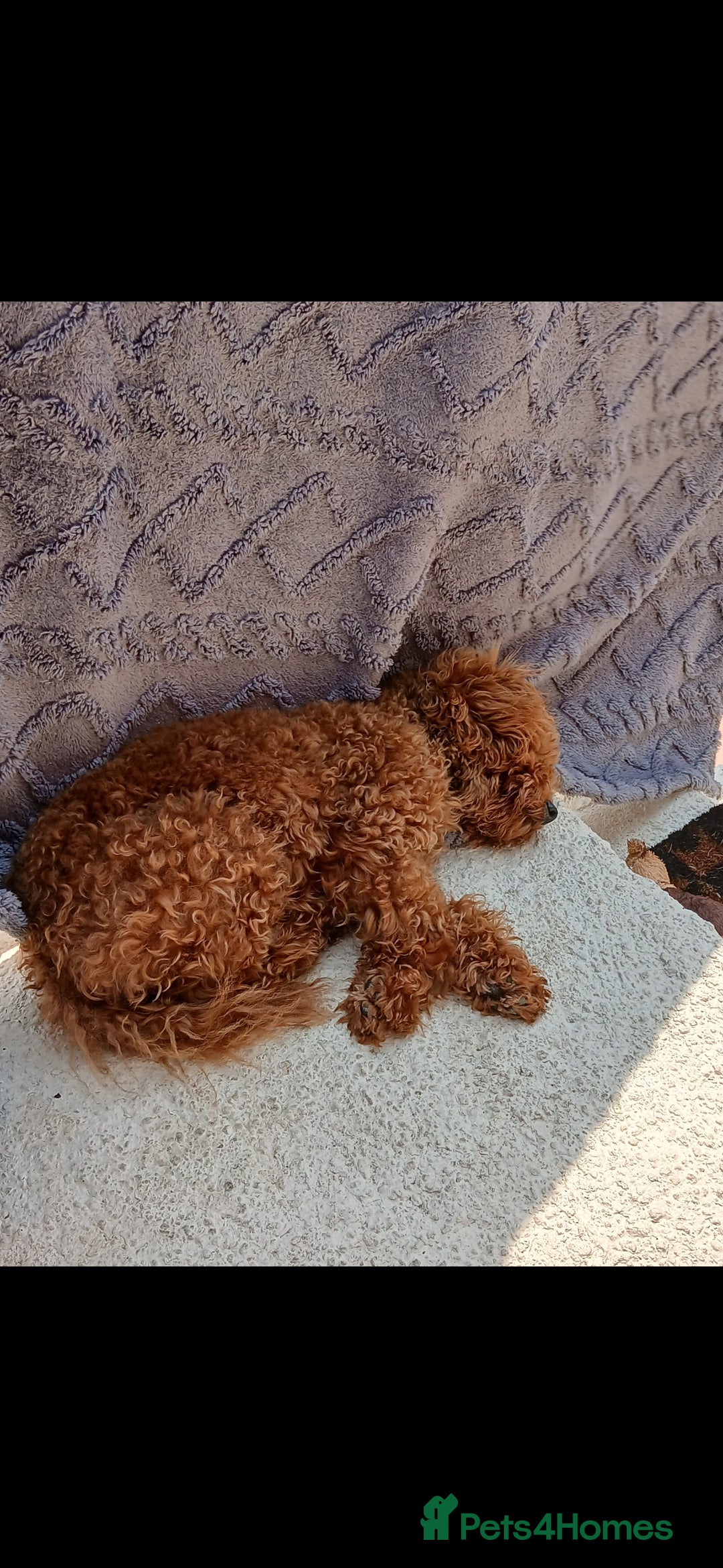 Maltipoo dogs for sale: 1 year old male Maltipoo - Advert 4