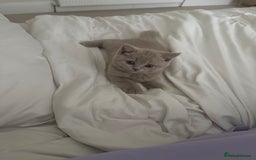 British Shorthair cats for sale: British short hair kitten  - Image 1