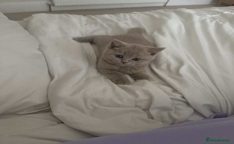 British Shorthair cats - Advert 10