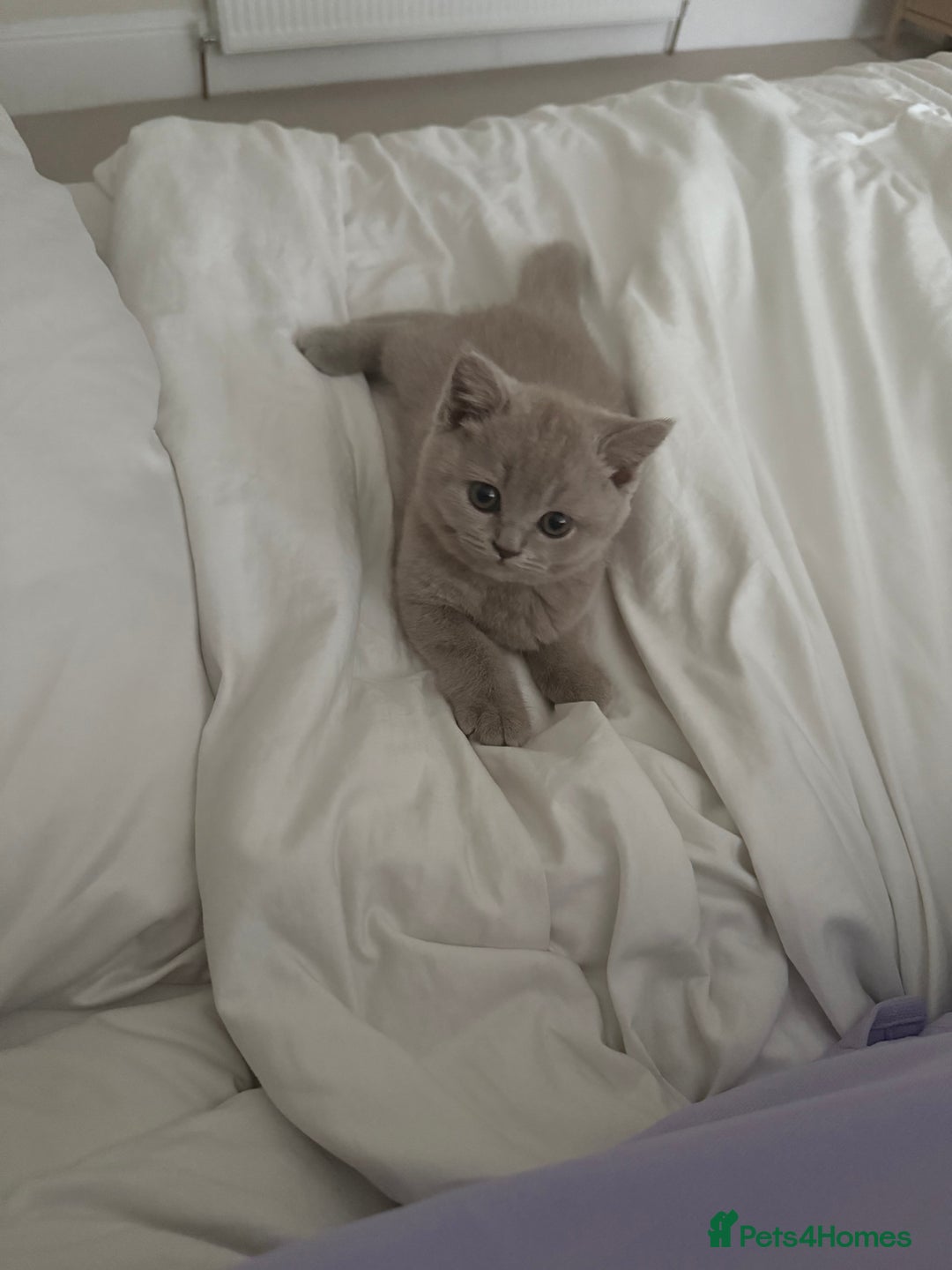 British Shorthair cats for sale: British short hair kitten  - Image 1