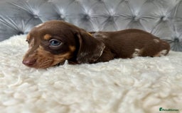Miniature Dachshund dogs for sale: Miniature Dachshund Puppies ONE LEFT - Image 15