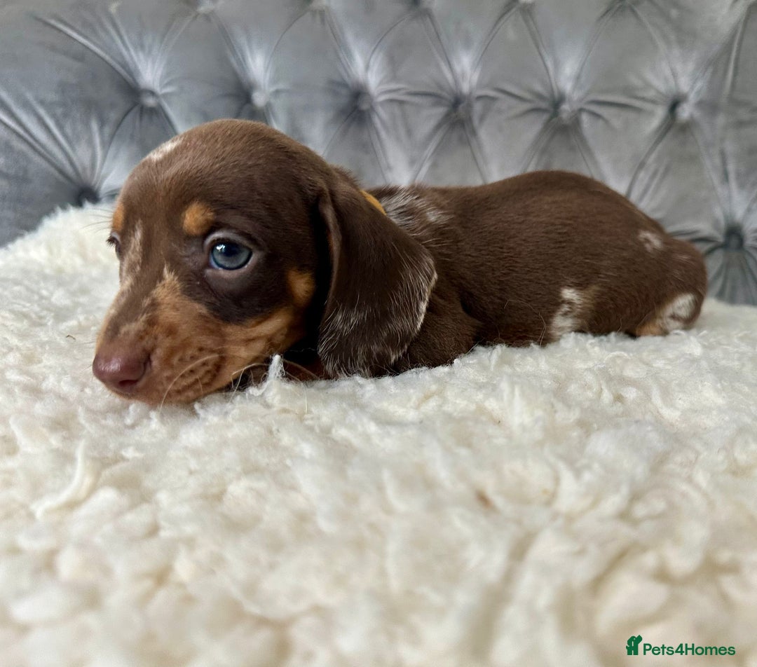 Miniature Dachshund dogs for sale: Miniature Dachshund Puppies ONE LEFT - Image 15