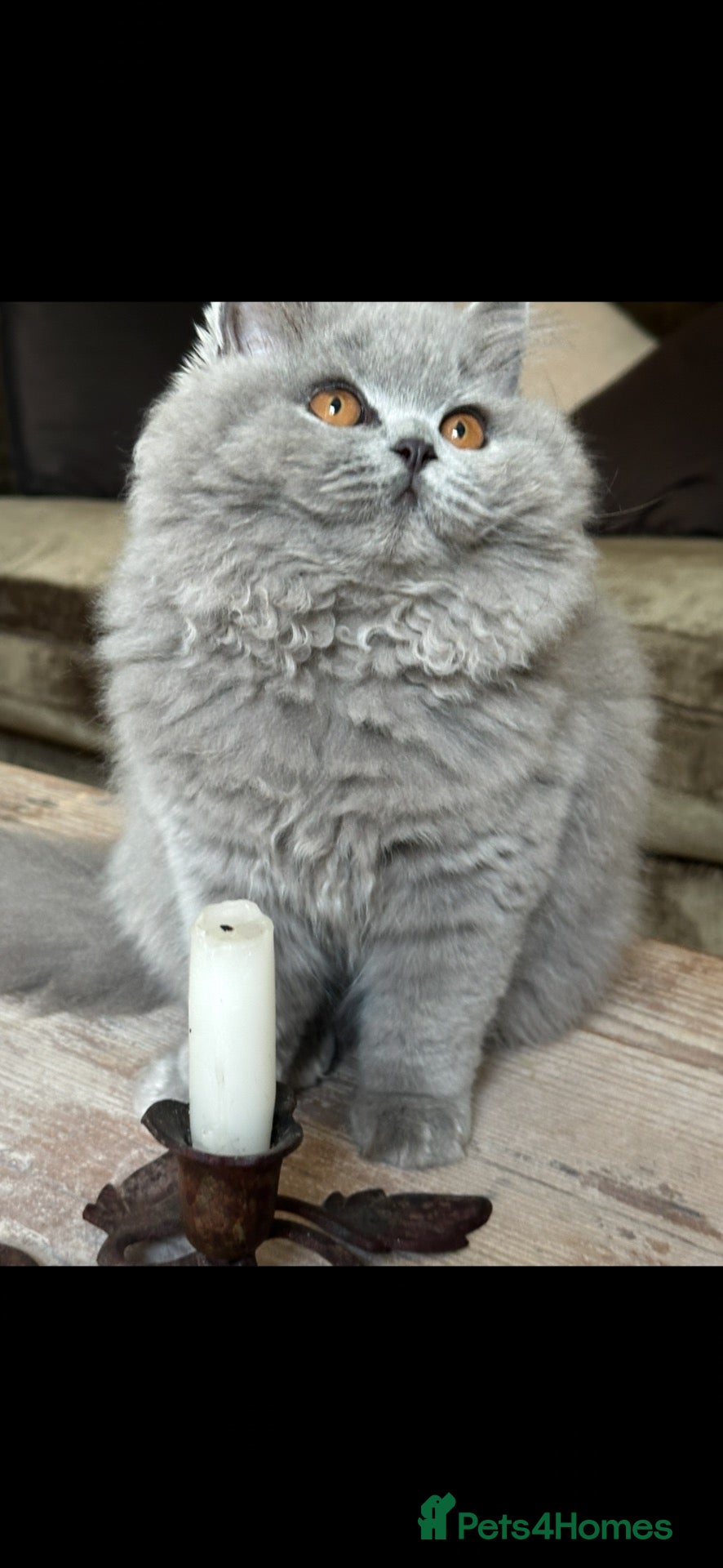 British Shorthair cats One Kitten Left!  - Advert 1
