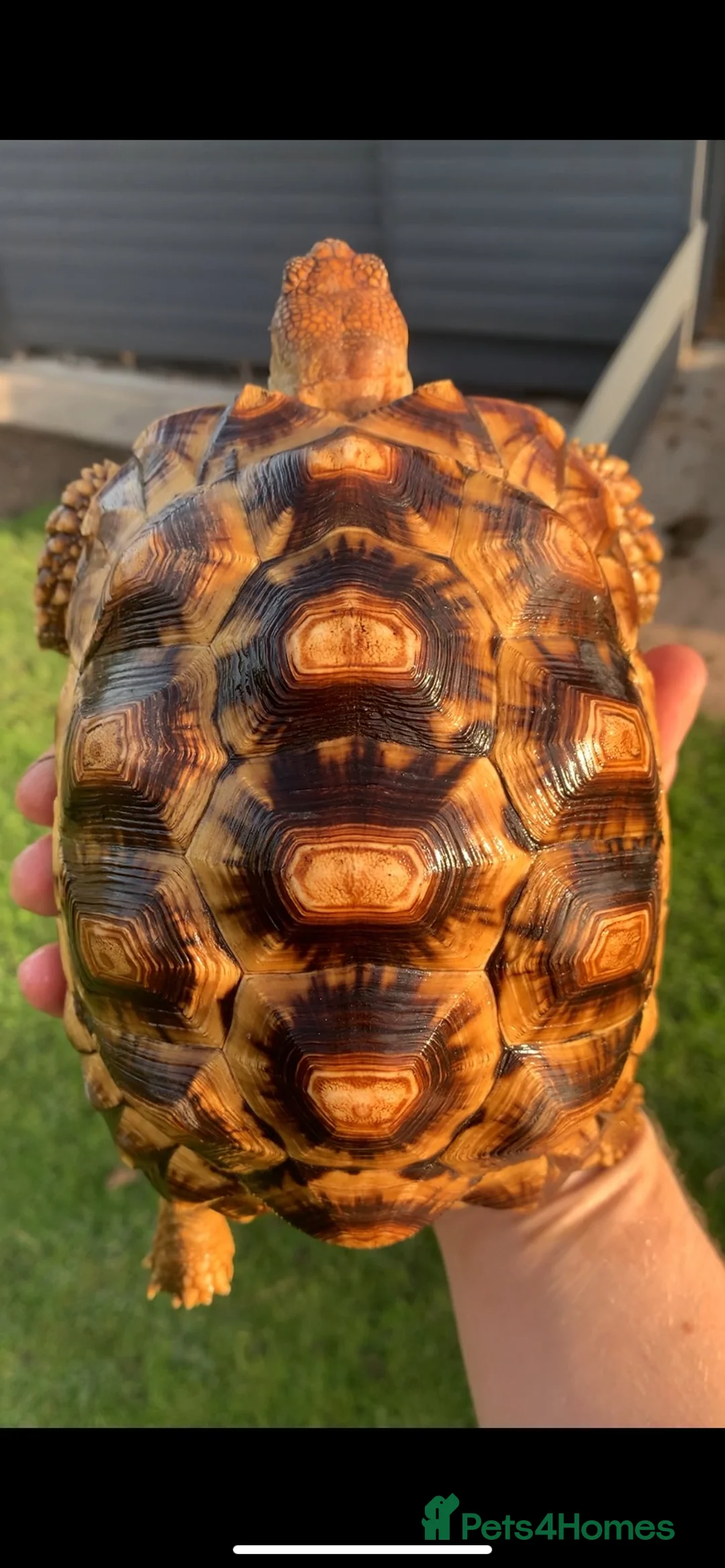 Tortoise reptiles for sale: LEOCATA TORTOISE 4 YEARS OLD - Advert 1