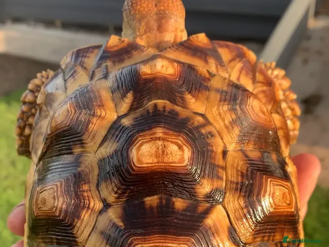 Tortoise reptiles LEOCATA TORTOISE 4 YEARS OLD - Advert 1