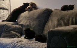 Mixed Breed cats for sale: Mixed breed Beautiful kittens - Image 12