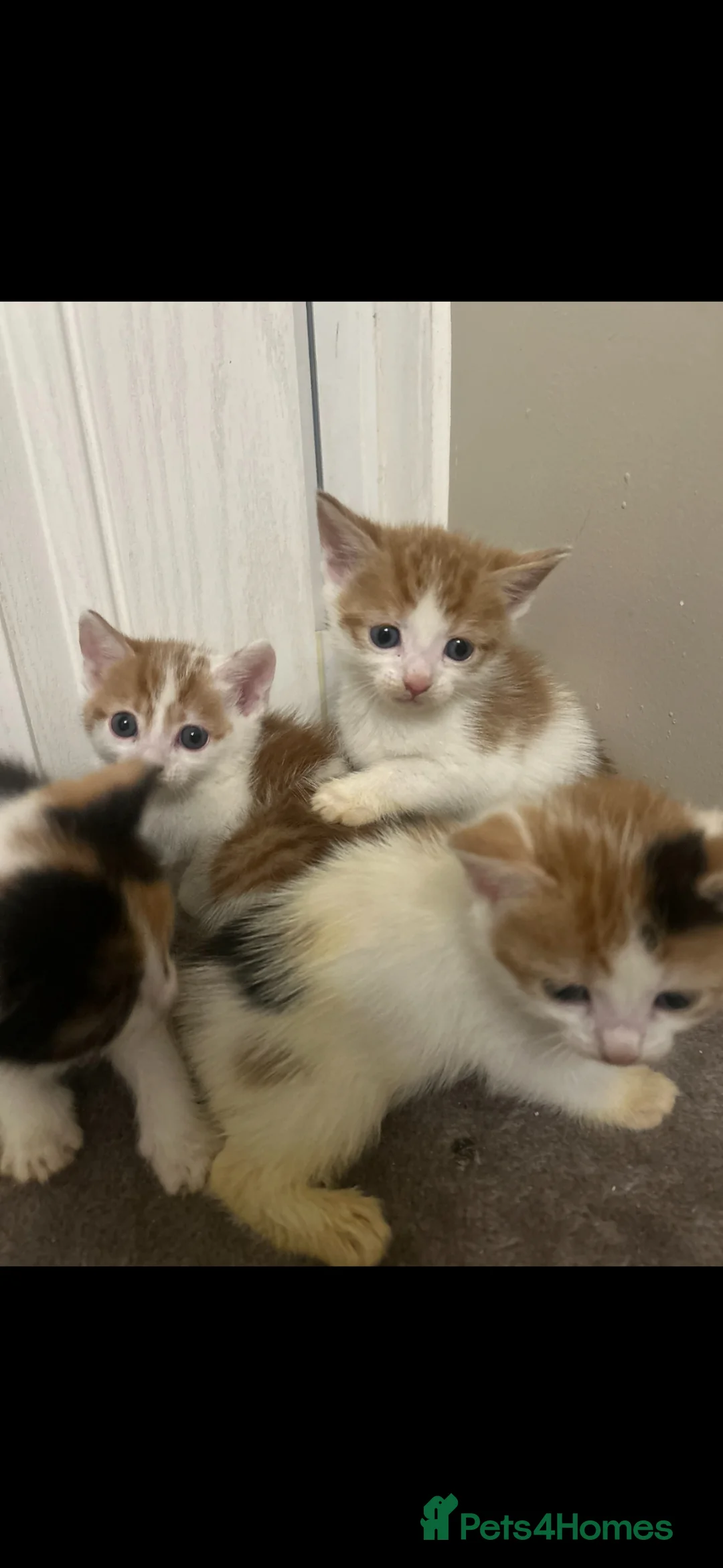 Mixed Breed cats for sale: Beautiful kittens  in Manchester - Advert 2
