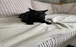 Mixed Breed cats for sale: 9 month old kitten  in Aldershot - Image 2
