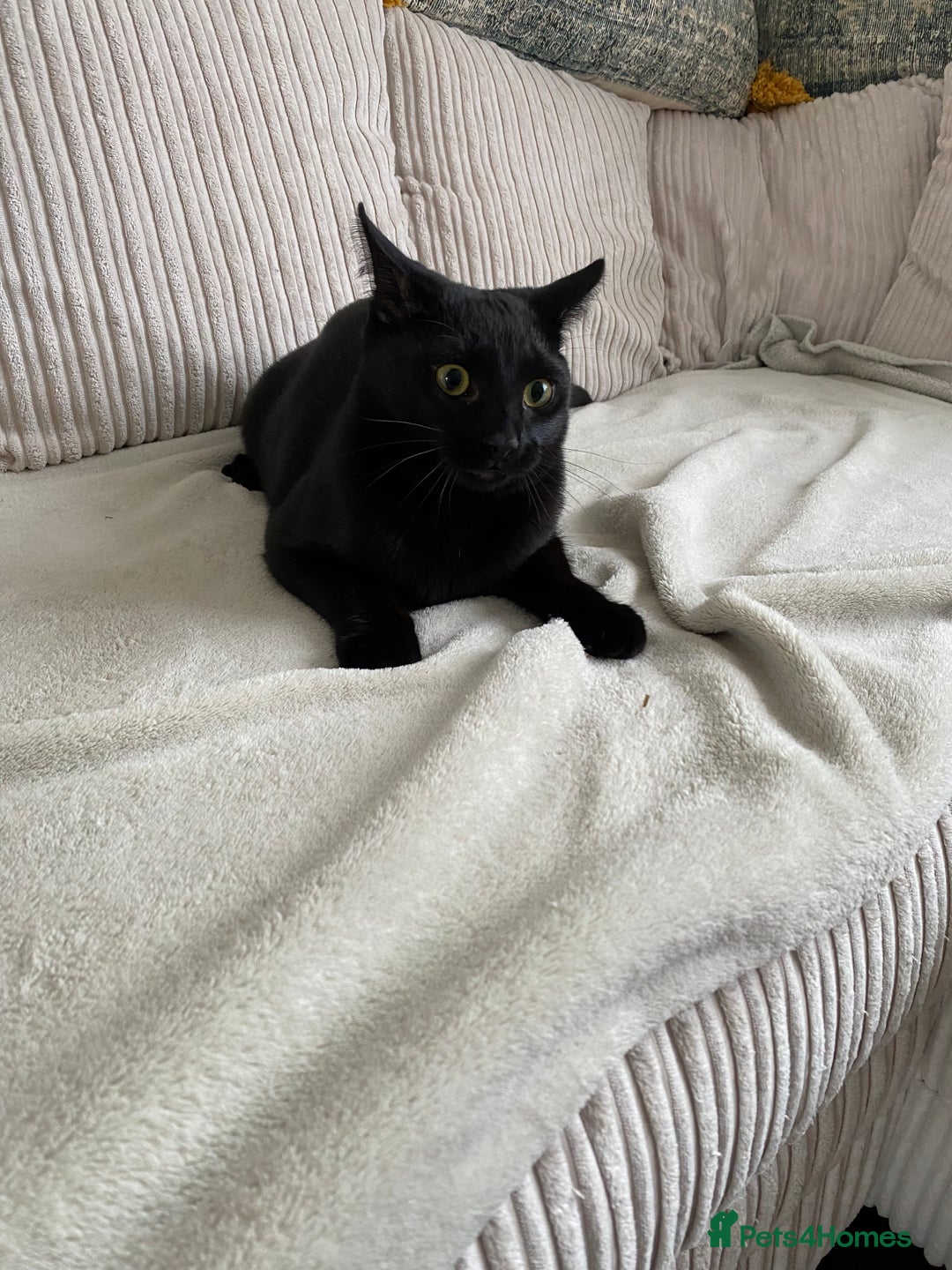 Mixed Breed cats for sale: 9 month old kitten  in Aldershot - Image 2