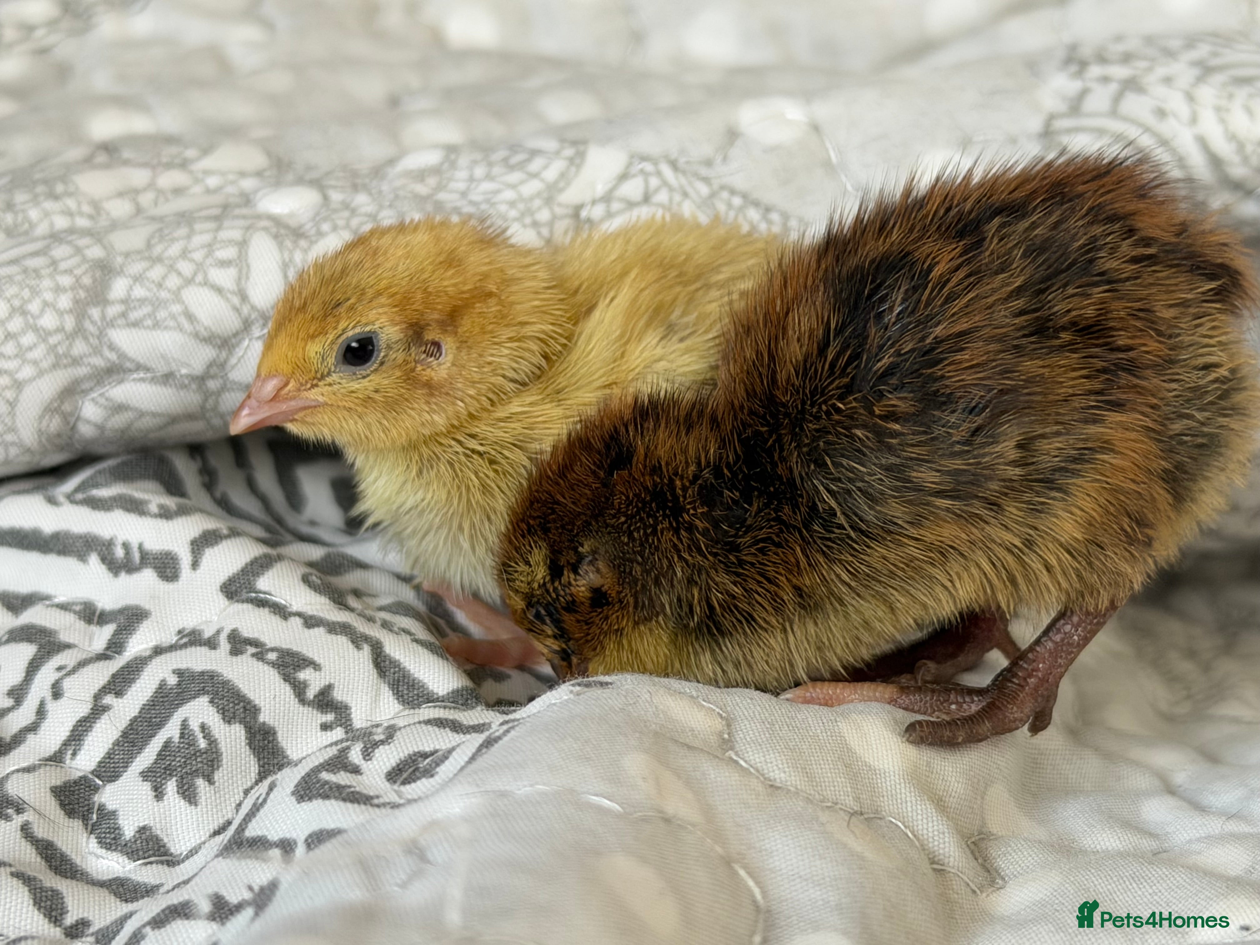 Quail poultry Coturnix Quail chicks mixed colour  - Advert 19
