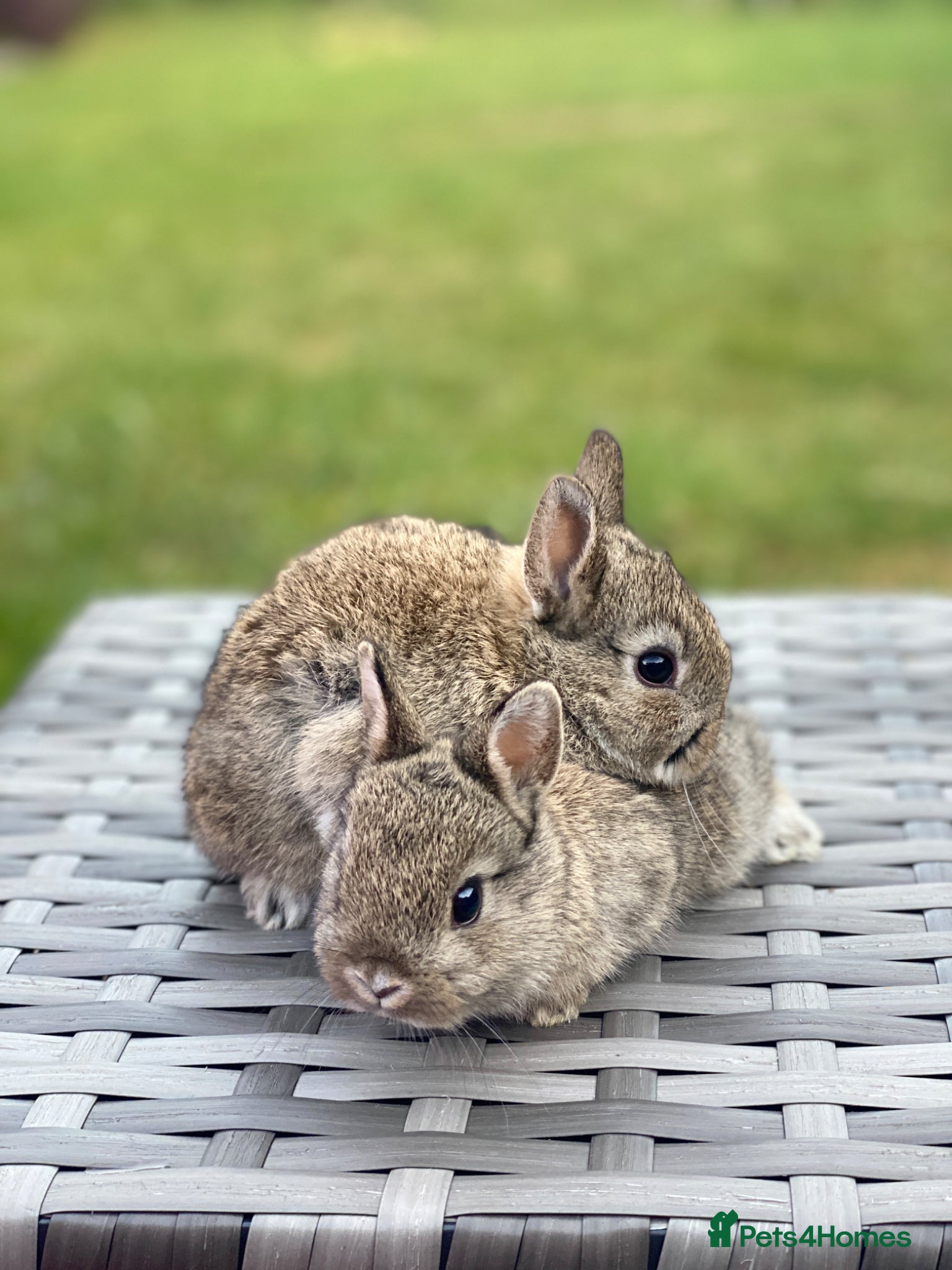 Netherland Dwarf rabbits White Purebred Netherland Dwarf  - Advert 1