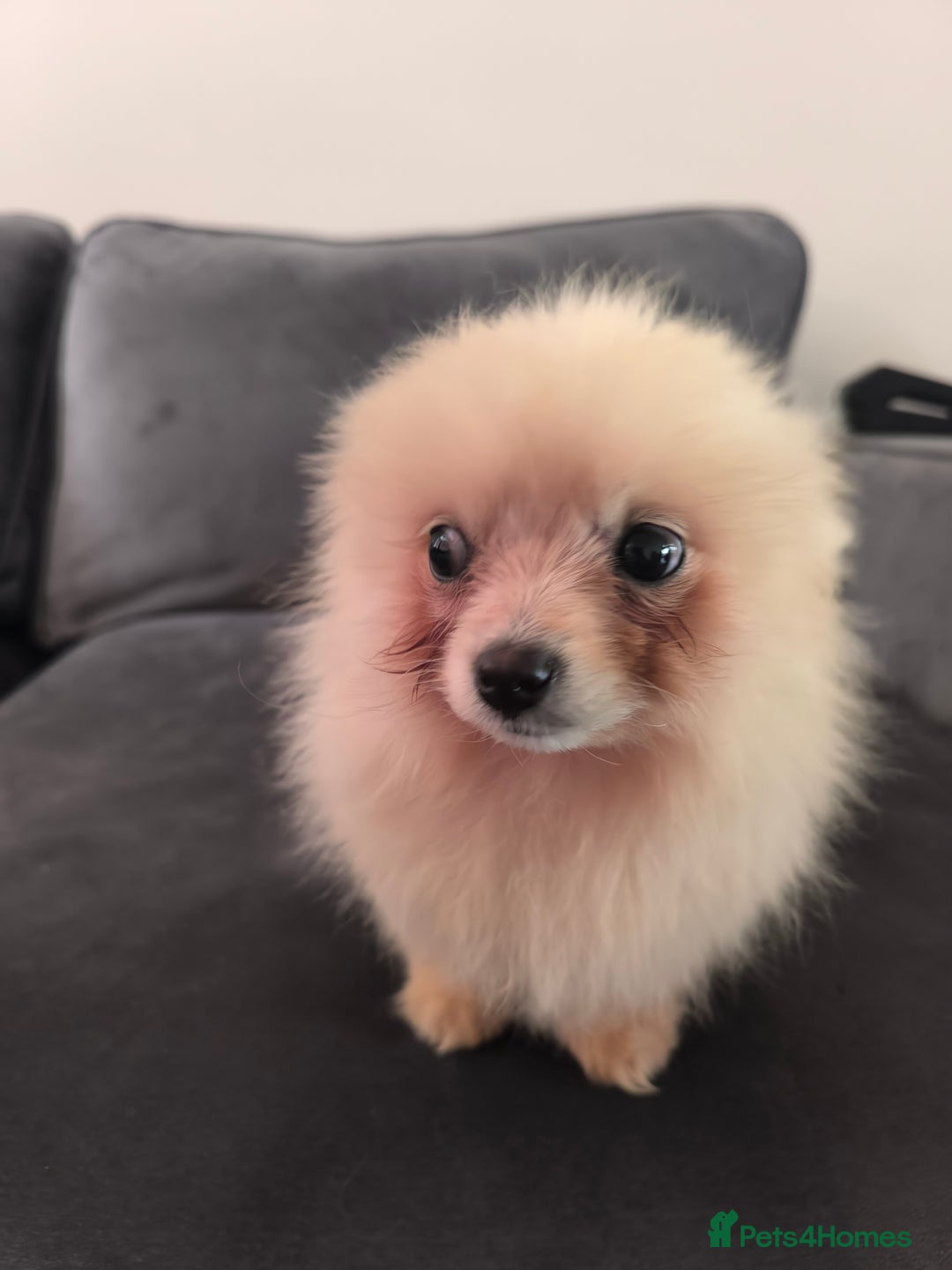 Pomeranian dogs for sale: Male Pomeranian  - Image 6