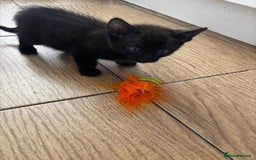 Mixed Breed cats for sale: Bengal kittens/mum bengal  - Image 7
