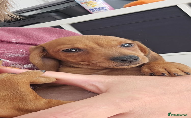Miniature Dachshund dogs - Advert 2