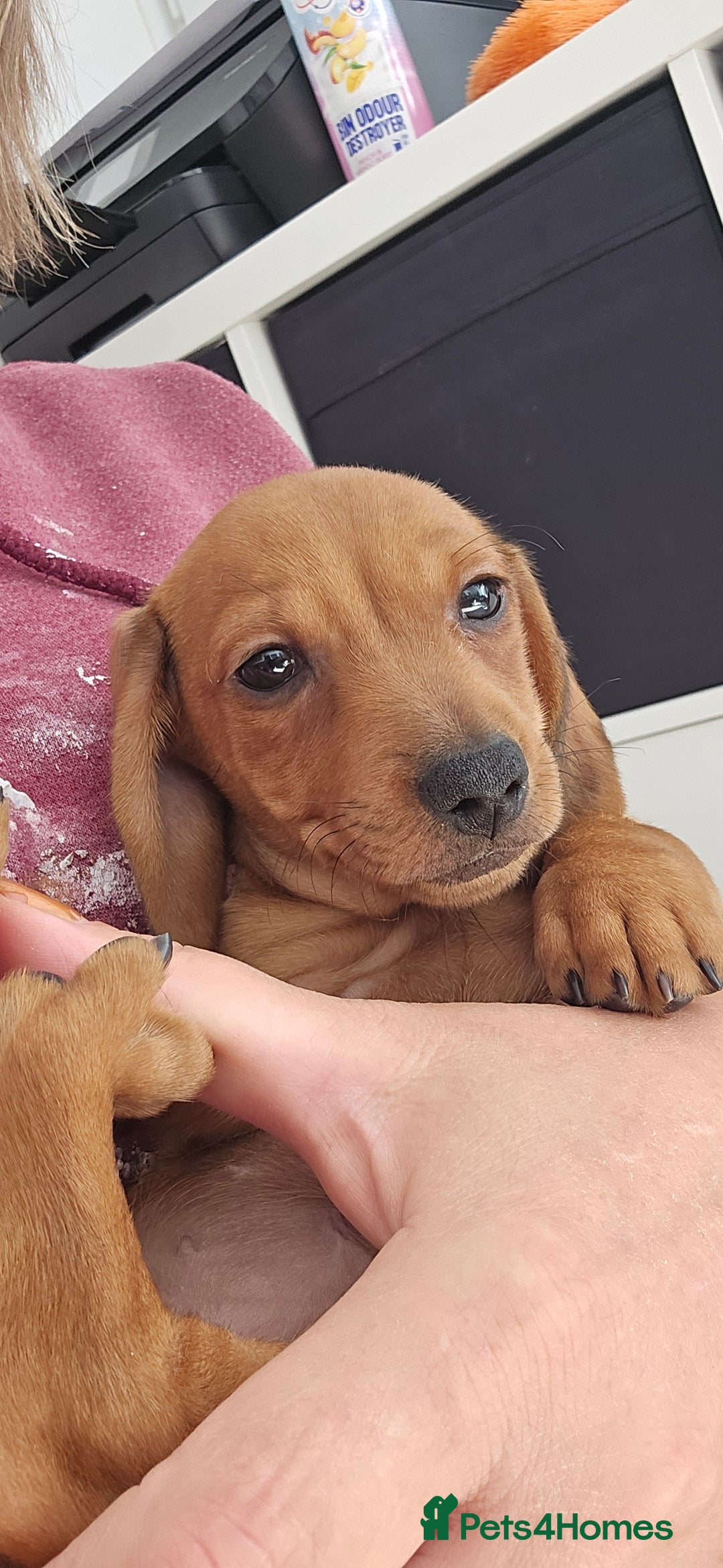Miniature Dachshund dogs for sale: Last stunning smooth haired baby - Image 1