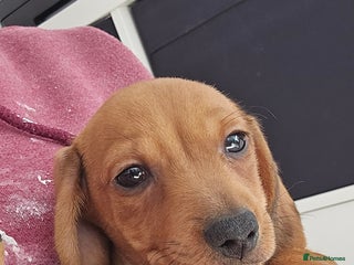 Miniature Dachshund dogs - Advert 8