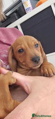 Miniature Dachshund dogs - Advert 7