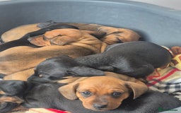 Miniature Dachshund dogs for sale: Adorable Minature Daschunds  - Image 1
