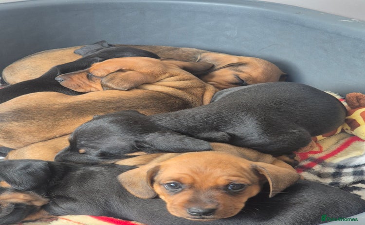 Miniature Dachshund dogs - Advert 9