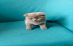 Scottish Fold cats for sale: 4 lovely kittens looking for new family  - Image 10